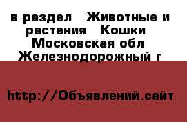  в раздел : Животные и растения » Кошки . Московская обл.,Железнодорожный г.